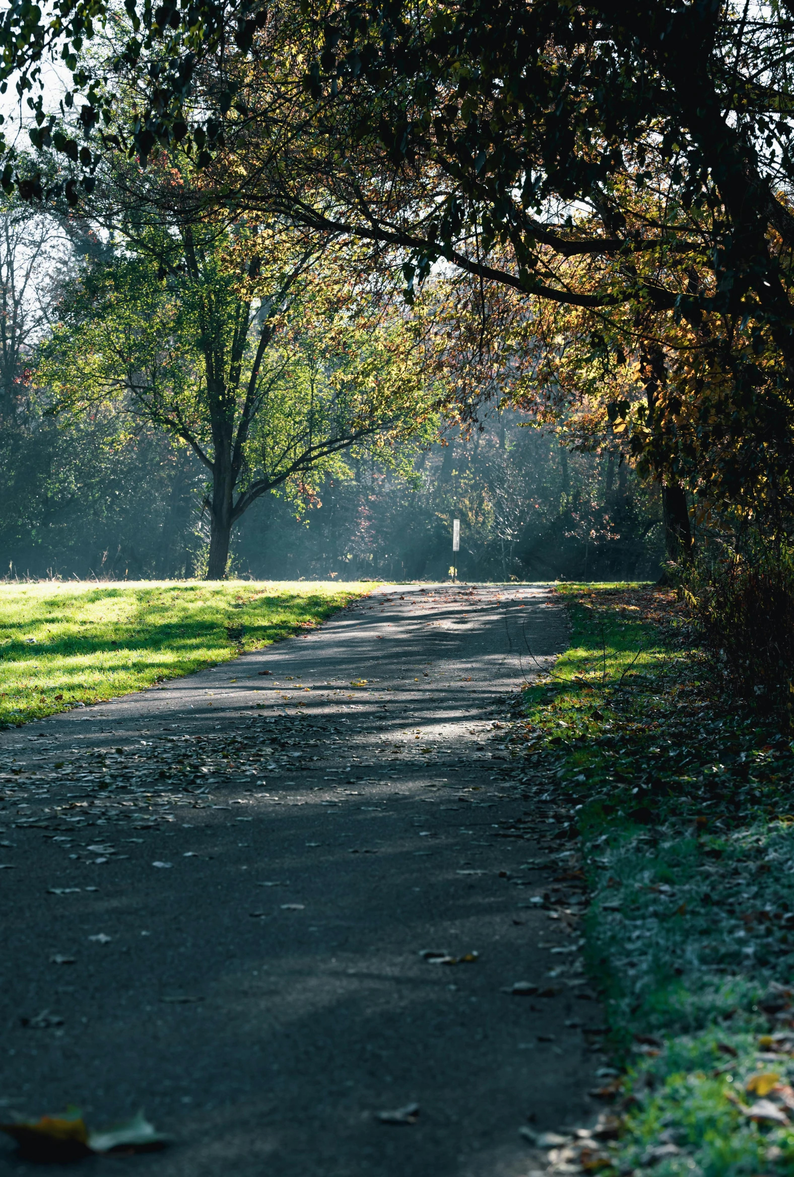 there is a road and some trees that are by it