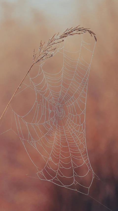 a small dew covered spider web on the end of it