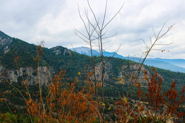 the mountain range is surrounded by tall trees