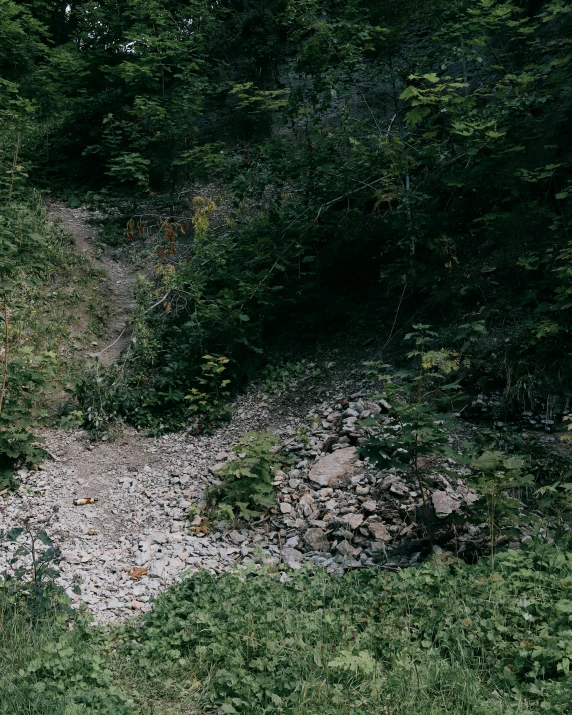 a man walking up the side of a forest hill