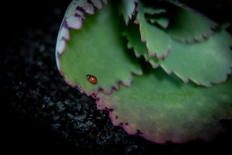 a close - up of the plant is not in focus and the small bug is visible