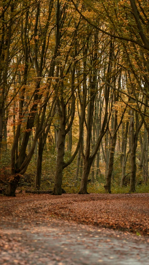 a large tree filled with leaves and a person sitting on a bench