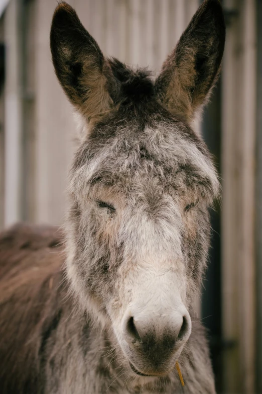 close up picture of donkey face in old style enclosure