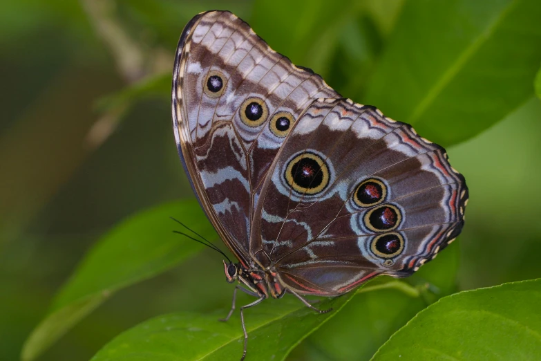 a large erfly is sitting on top of a leaf