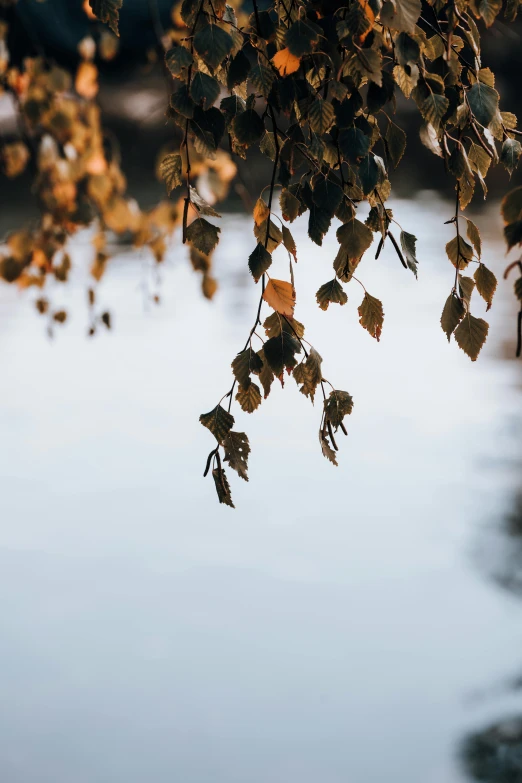 the tree nch with leaves is reflected in water