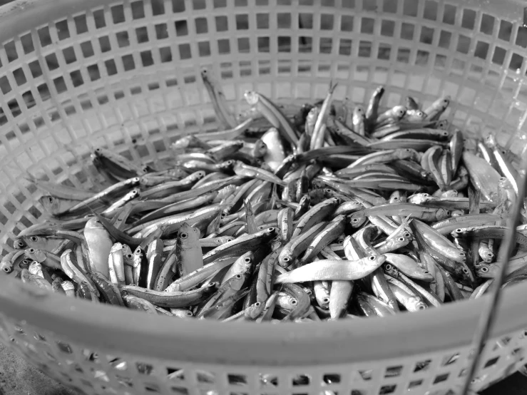 a large amount of fish floating in a white basket