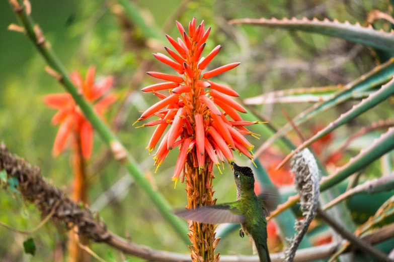 a close - up of a humming bird on an orange flower