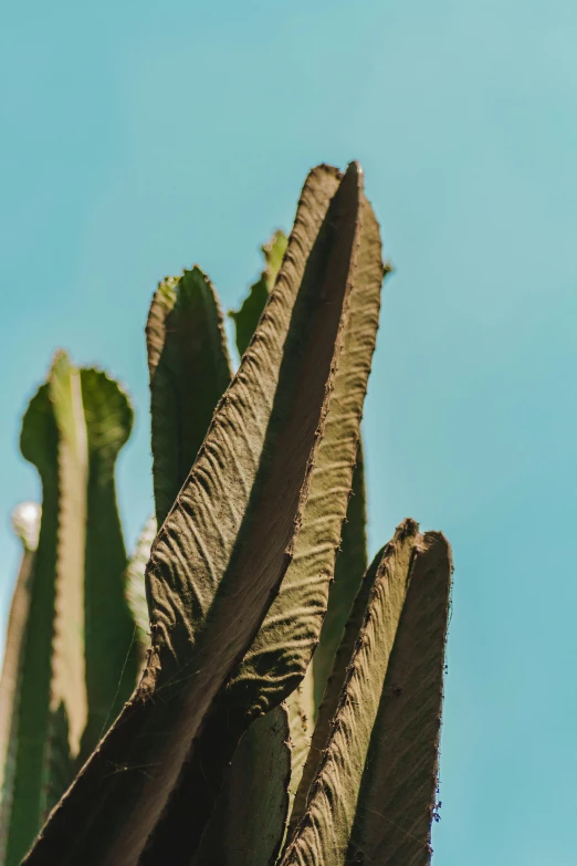 a green cactus with very long leaves