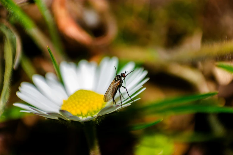 the tiny insect is sitting on the flower