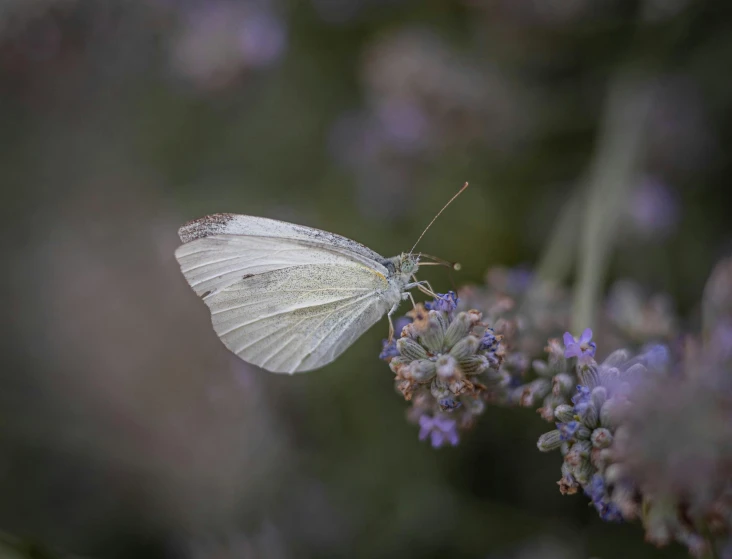 a close up of a white erfly sitting on a flower