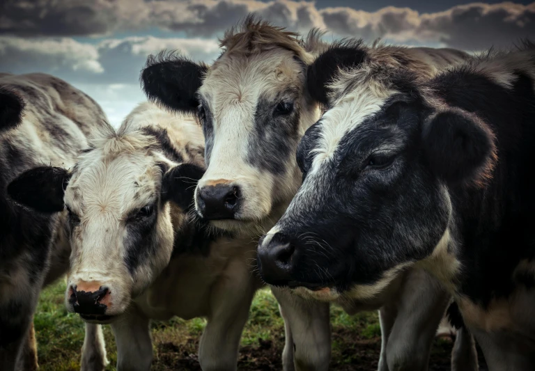 the four cows are standing in a row