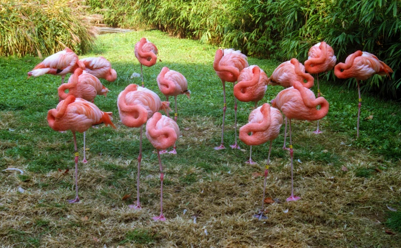 six flamingos are in the grass and one is standing upside down