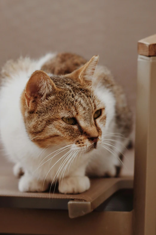 a cat standing on top of a wooden shelf