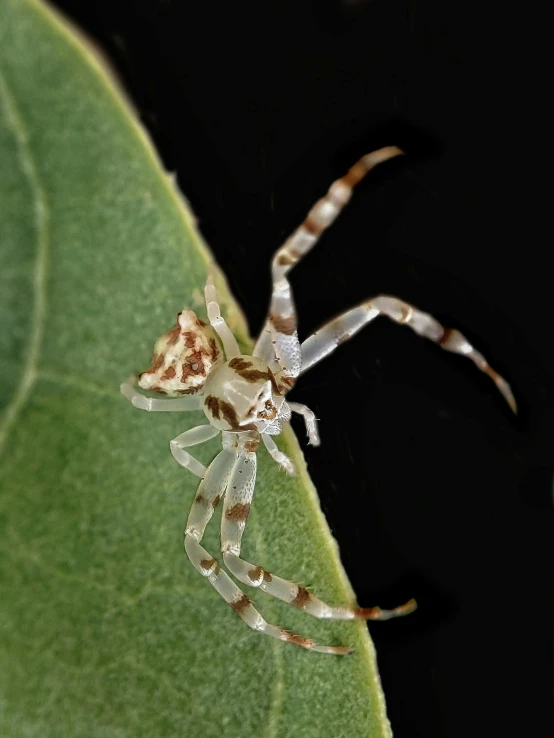 a spider with stripes sits on the underside of a leaf