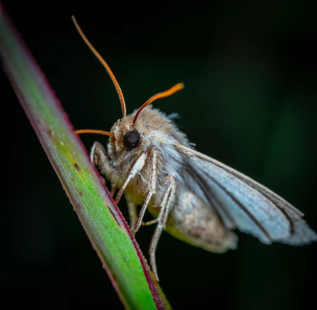 a close up s of a small, insect on a blade