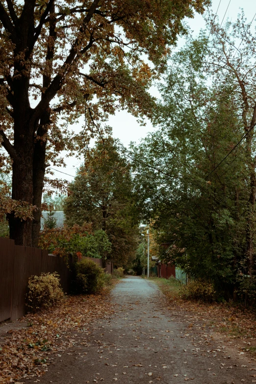 a road is surrounded by trees on either side