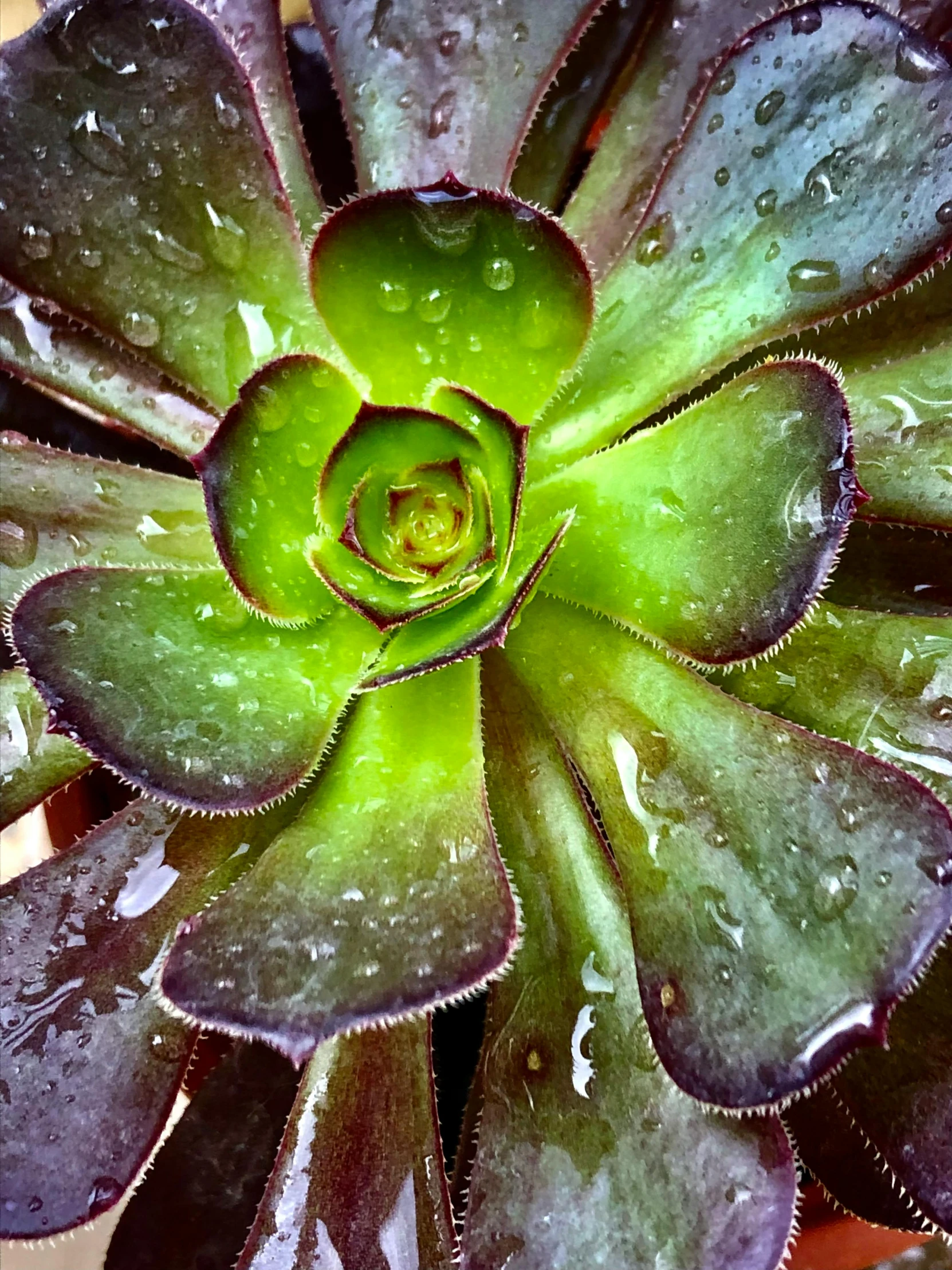 a large green plant with leaves in it