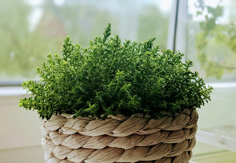 a planter is wrapped up and ready to be decorated