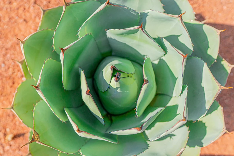 an air view of a large green cactus