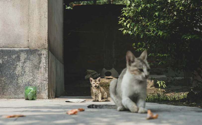 two cats are in a small area of concrete