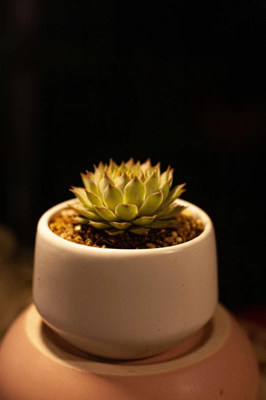 the small green cactus in the bowl is growing