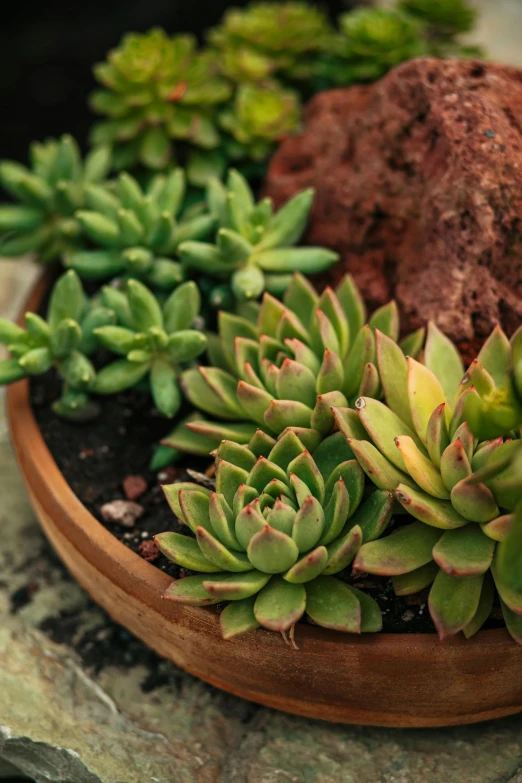 some small green plants on a table near rocks