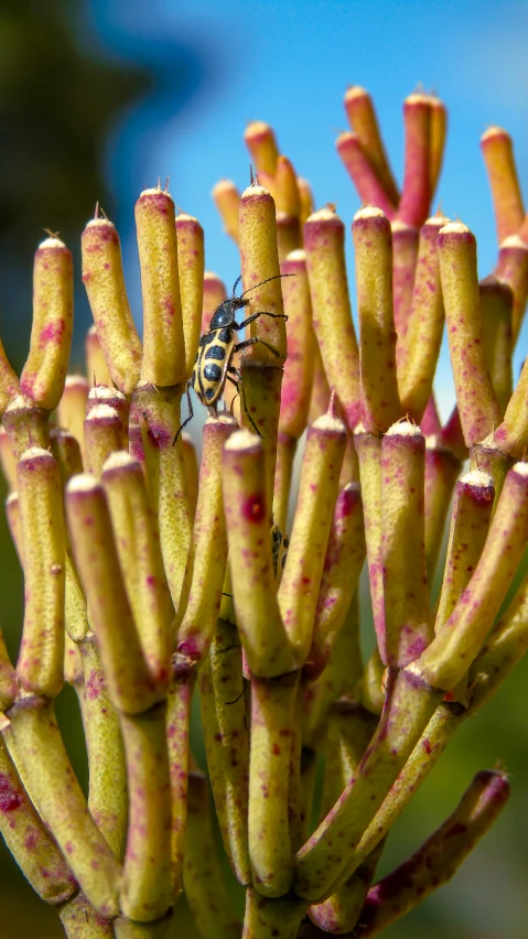 some red and yellow flowers are growing next to a bug