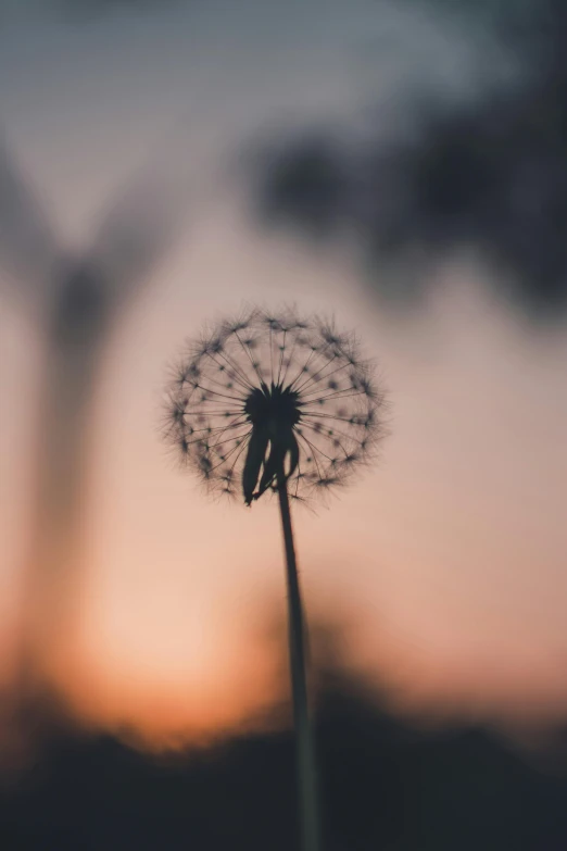 the dandelion is in the air and a blurry background
