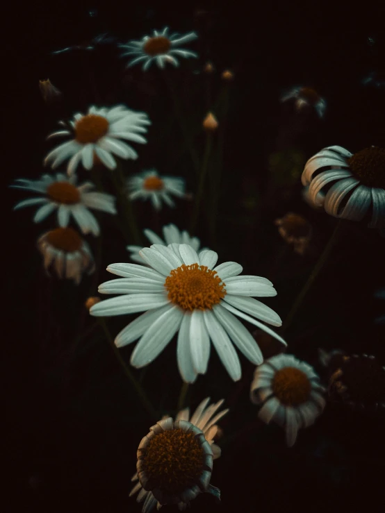 white flowers are shown in the dark of night