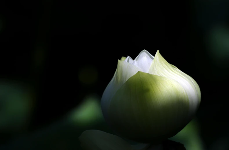 a green flower with a leaf in the background