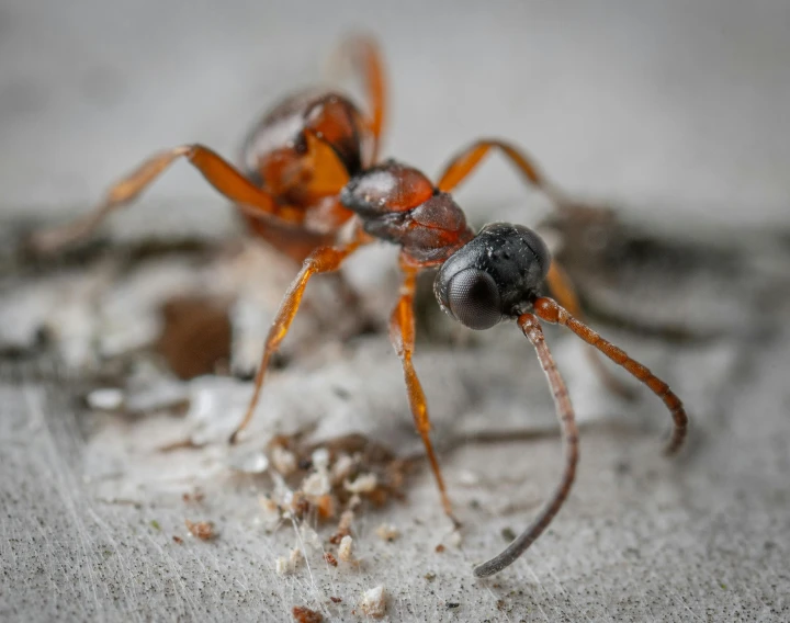 a close - up of the head of an insect in front of soing white