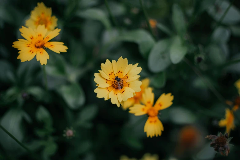 many yellow flowers and leaves behind them