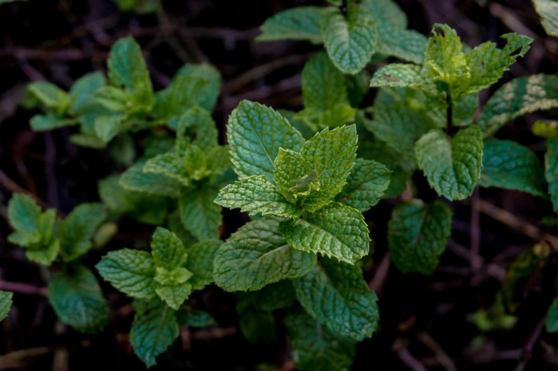 some very pretty looking leaves with green stems