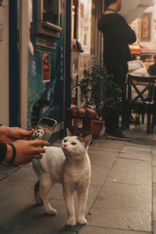 a person using a cell phone next to a cat