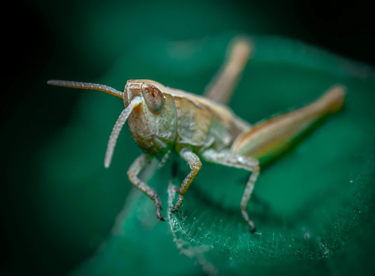 a small bug sitting on the green surface