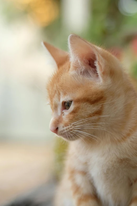 an orange and white cat staring into the distance