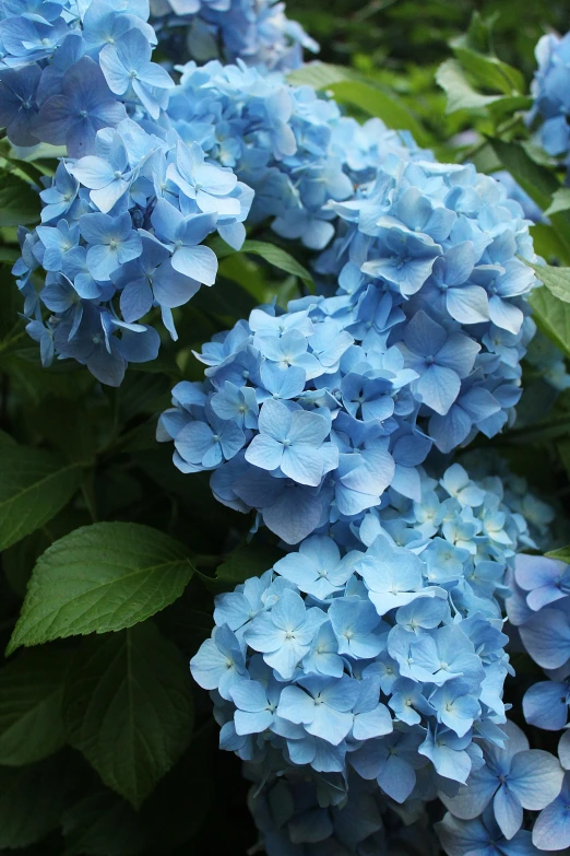 some pretty blue flowers next to a green bush