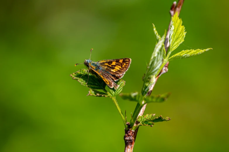 a small brown and yellow moth sits on the green leaf