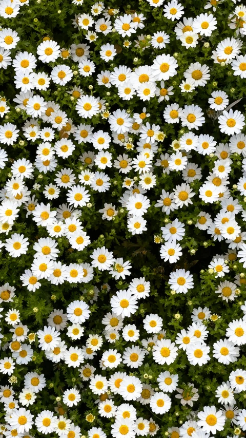 a very large amount of white daisies