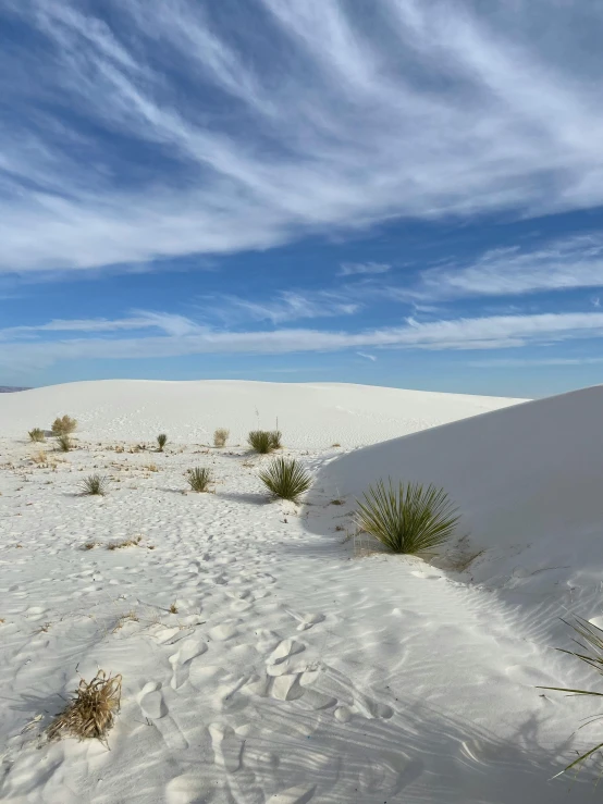 the white sands and bushes are dotted by blue sky