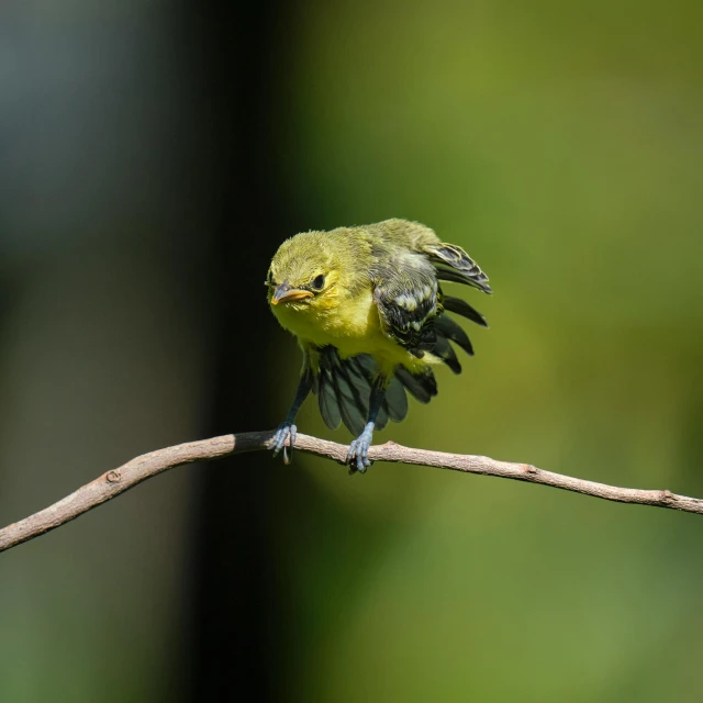 there is a yellow bird sitting on a nch