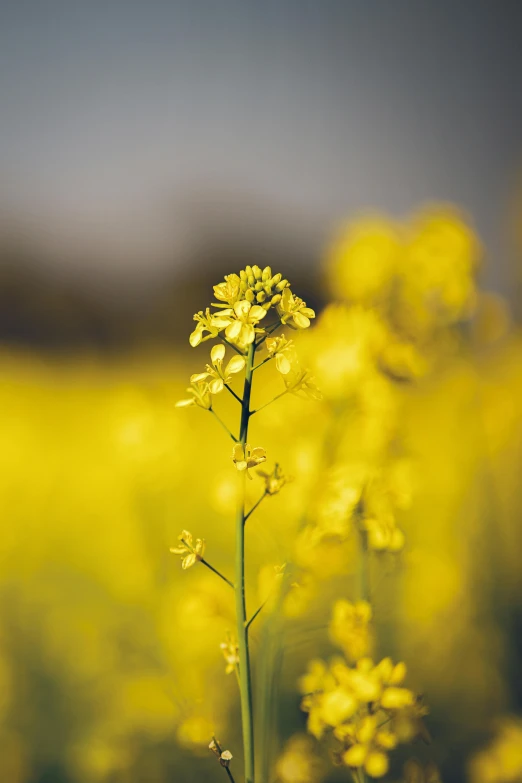 yellow flowers blooming on a cloudy day in a field