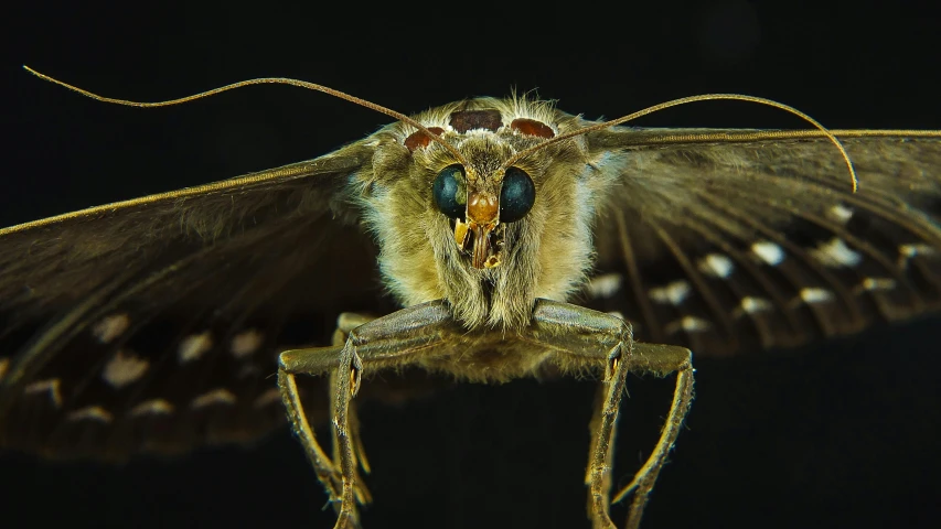 the large insect is displaying the bright, blue eyes