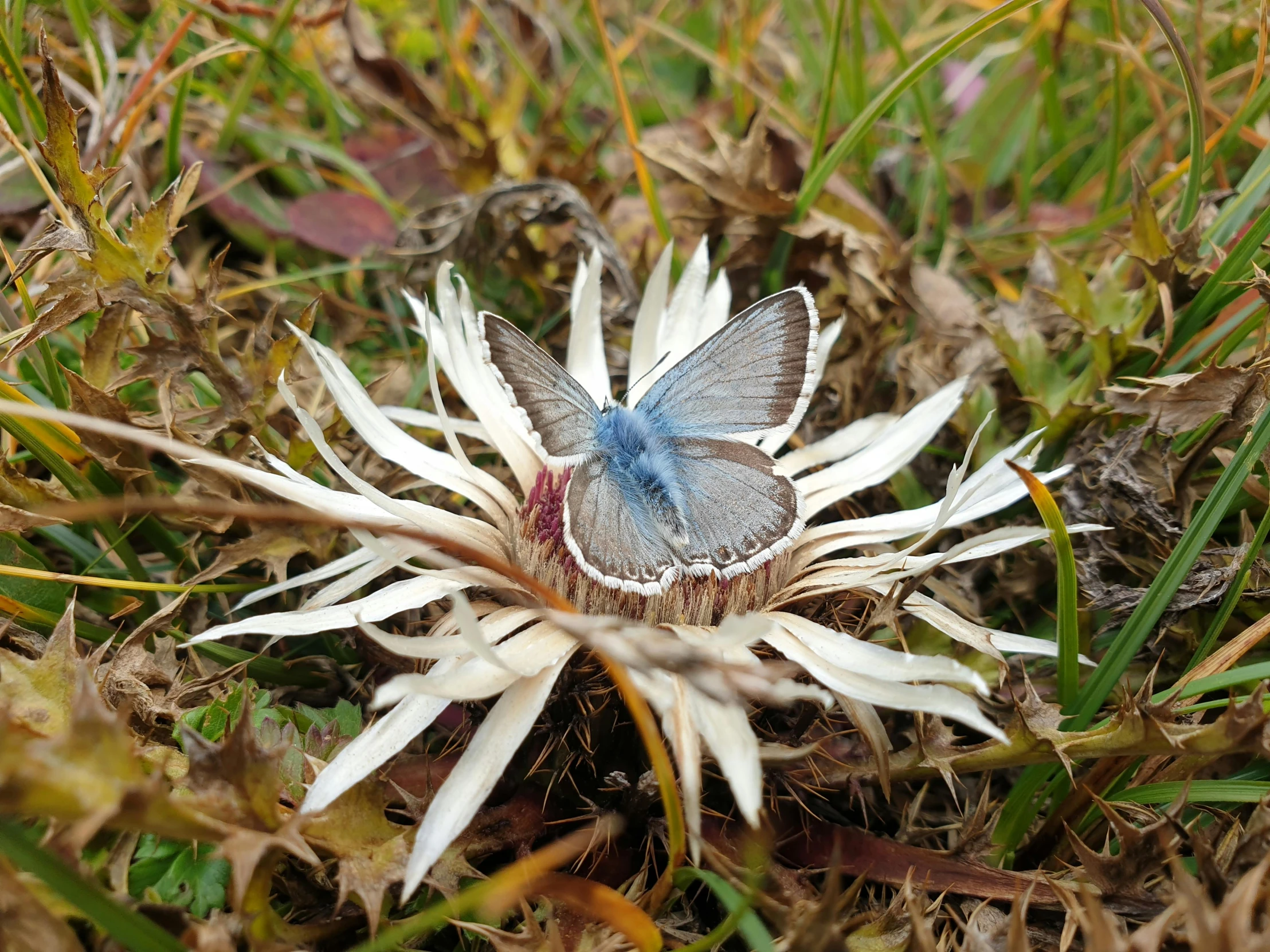 a very cute erfly on a flower in the grass