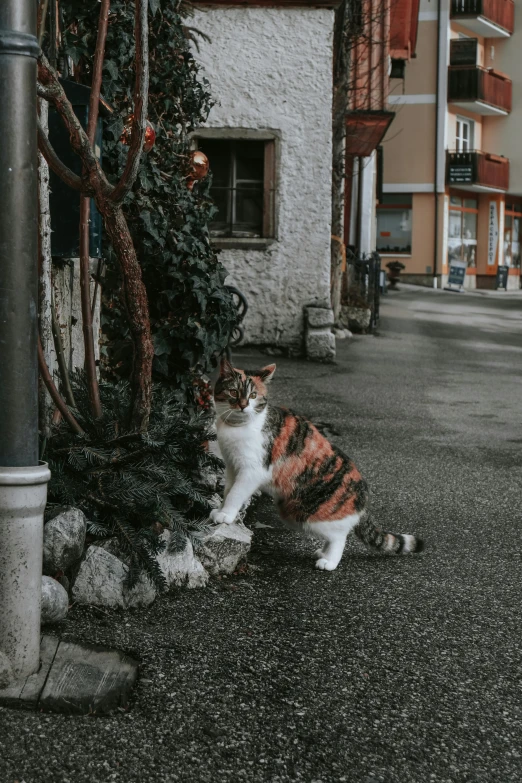 a cat sits in the middle of the street