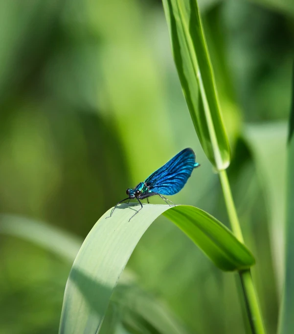 blue insect sitting on top of a green plant