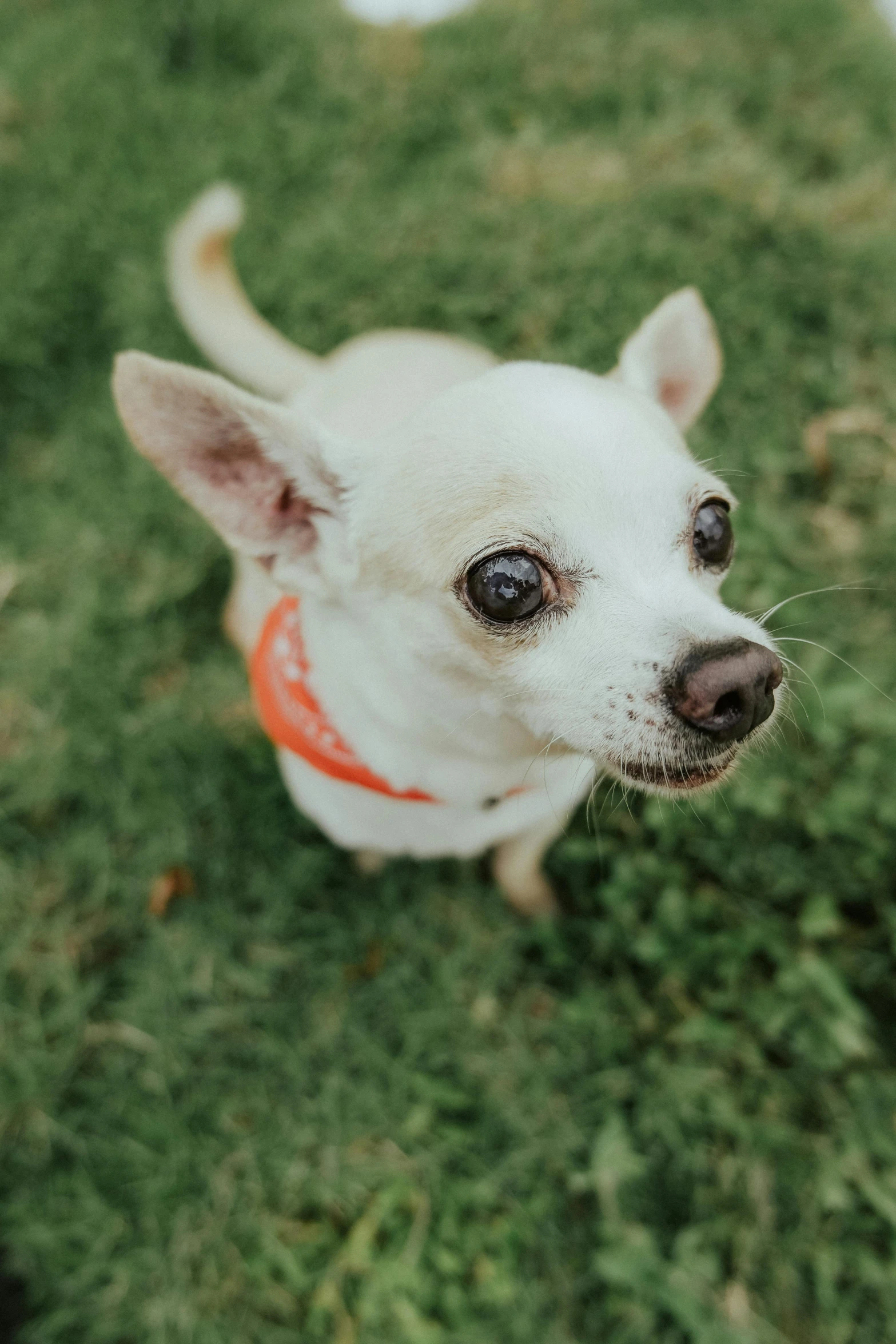 an adorable little white dog standing in grass