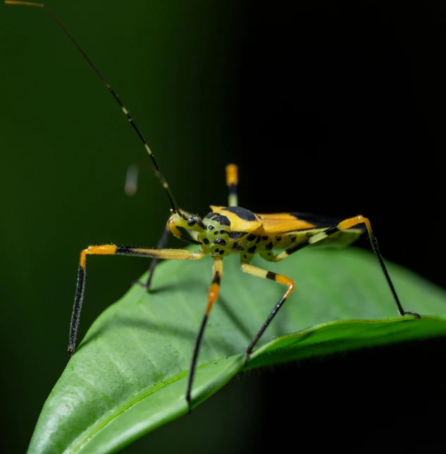 a close up of a yellow insect sitting on a green leaf