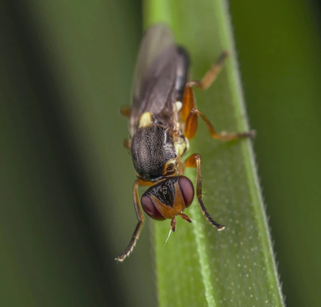 a close up view of a bug on a leaf