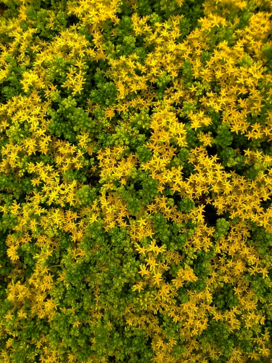 there is a large yellow and green plant